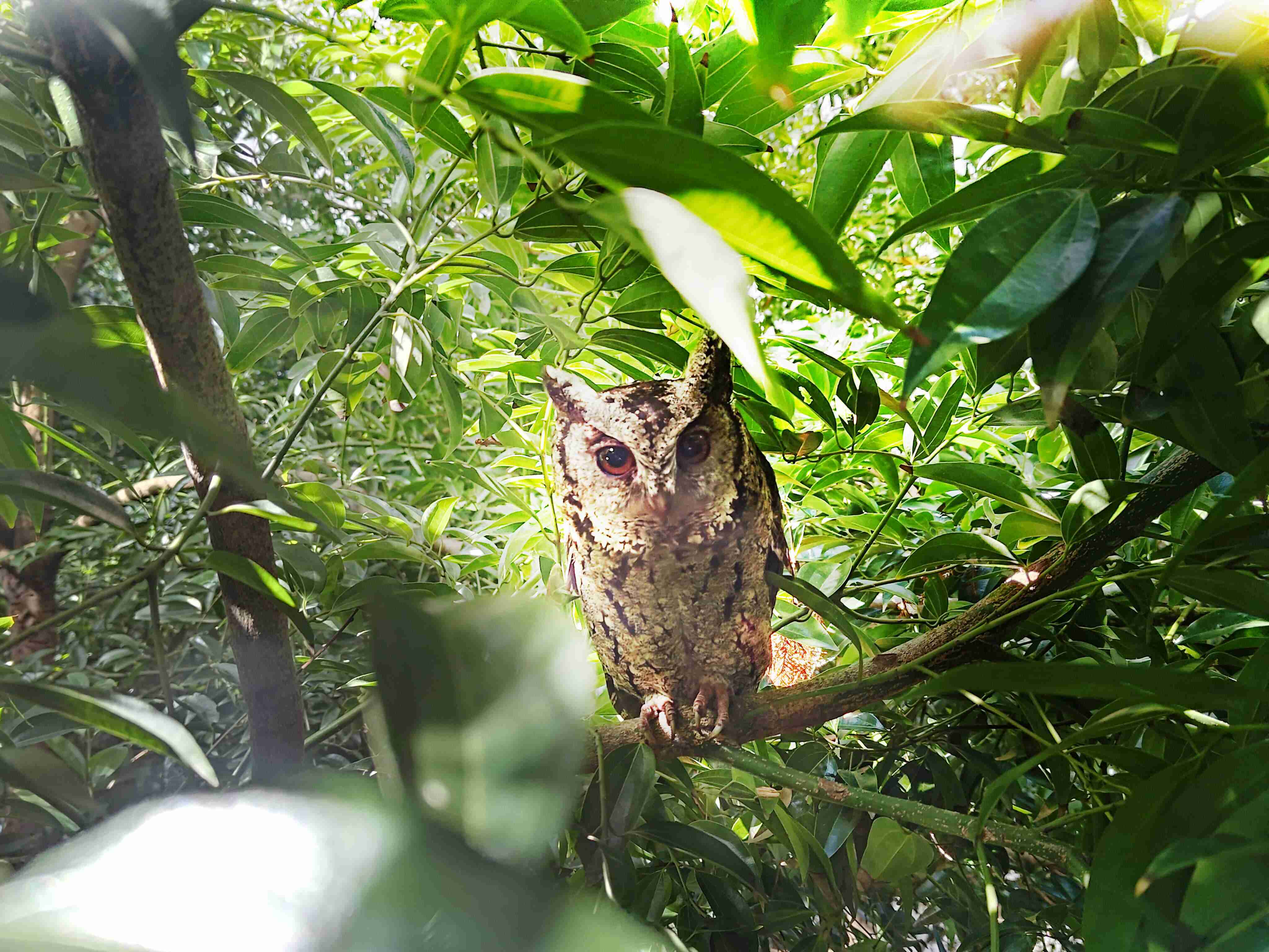 888.BY集团电子游戏致力提倡净零绿生活，，16年以来在全球各厂区植树逾百万棵，，，造就各厂区树木蔚然成林，，，犹如森林工厂，，，成为许多生物的栖息地